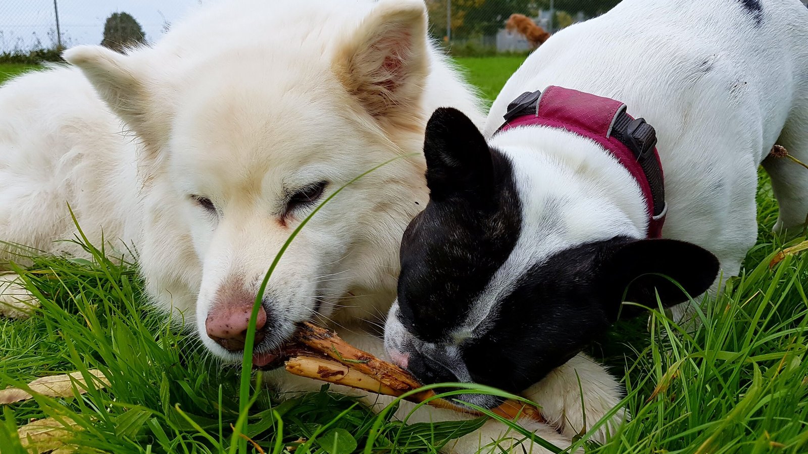 processed by AtomJPEG  1.5.0n